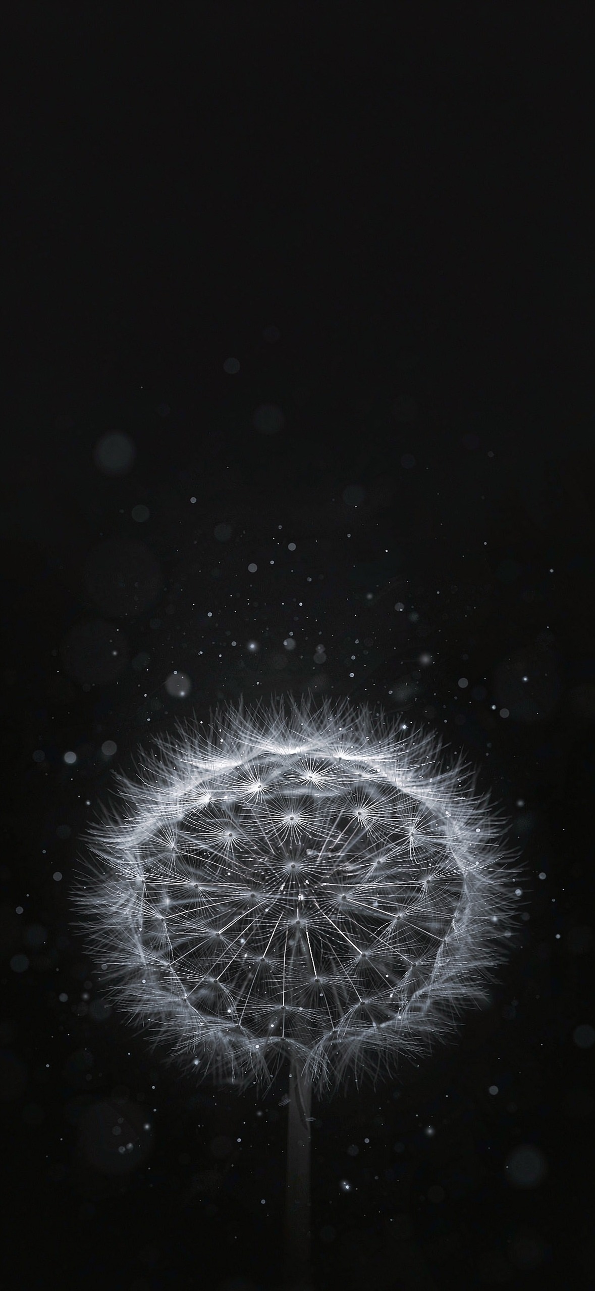蒲公英 · 1179×2556 极简壁纸