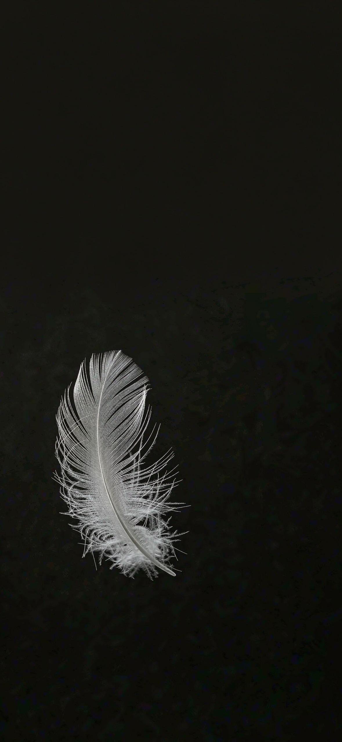 白羽 · 1179×2556 极简壁纸