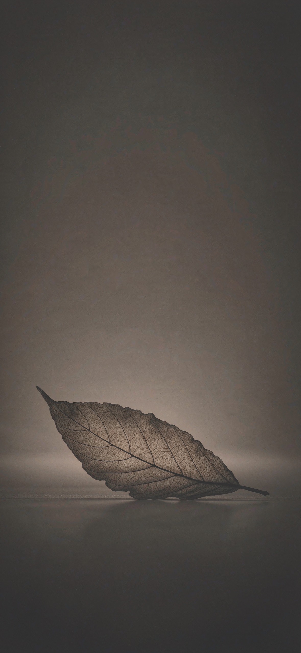 枯叶剪影 · 1179×2556 极简壁纸